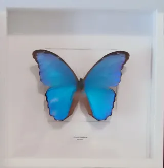 Mariposas conservadas en marco