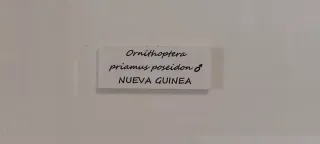Mariposas conservadas en marco
