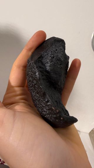 Fossile Timpano Balena USA