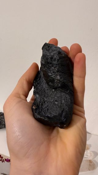 Fossile Timpano Balena USA