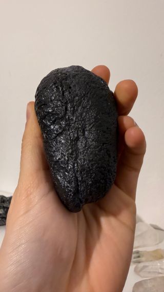 Fossile Timpano Balena USA