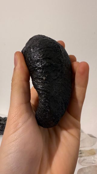 Fossile Timpano Balena USA