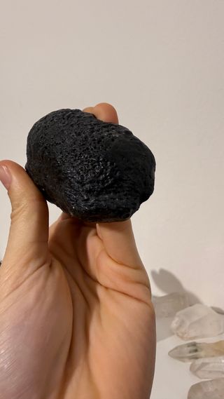 Fossile Timpano Balena USA