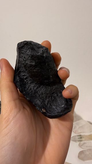 Fossile Timpano Balena USA