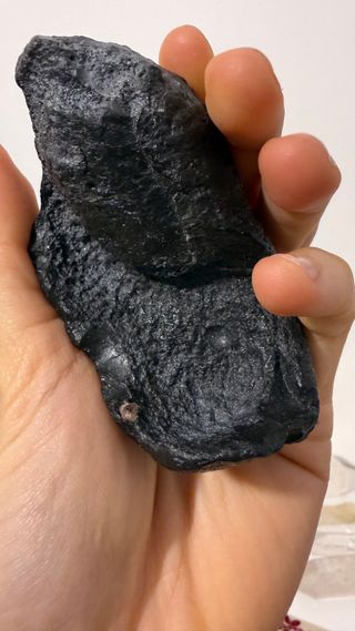 Fossile Timpano Balena USA