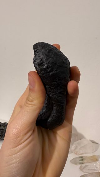 Fossile Timpano Balena USA