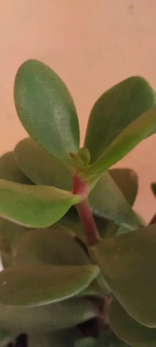 Árbol de Jade en maceta