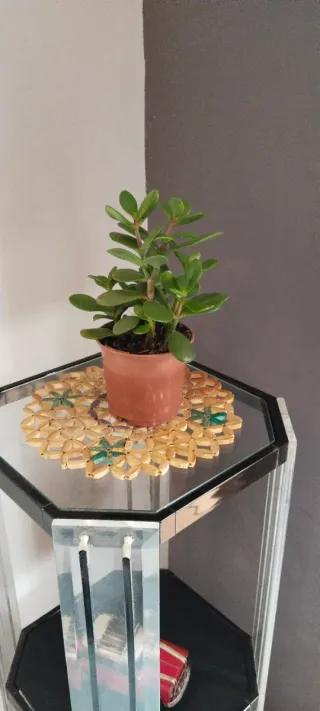 Árbol de Jade en maceta