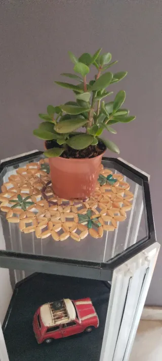 Árbol de Jade en maceta