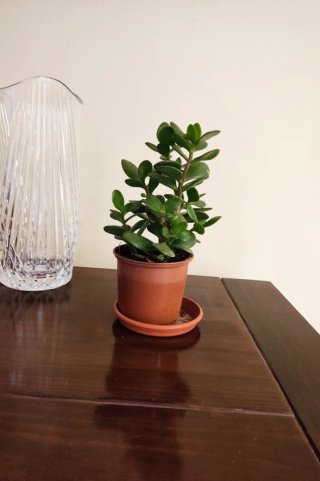 Árbol de Jade en maceta