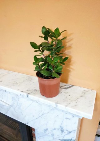 Árbol de Jade en maceta
