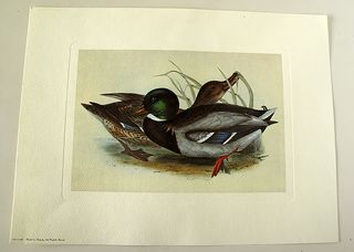 Gravura de Patos em Papel