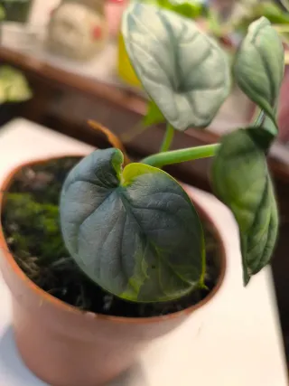 Alocasia Silver Dragon variegata