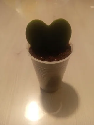 Hoya kerrii. Planta de hoja de hoya kerrii.