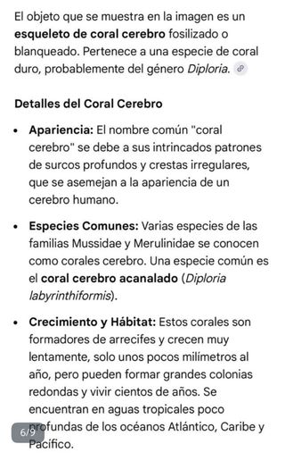 Corales Fósiles Holoceno