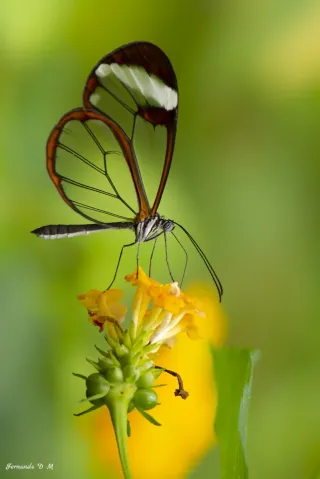 Sigma 180mm f/3.5 APO Macro HSM IF Nikon