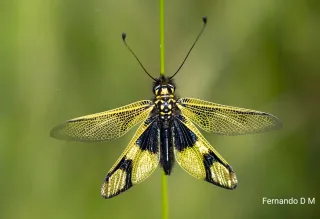 Sigma 180mm f/3.5 APO Macro HSM IF Nikon