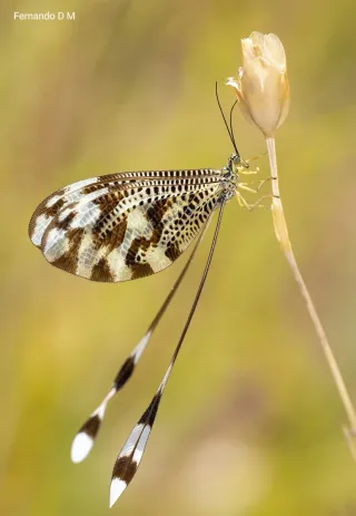 Sigma 180mm f/3.5 APO Macro HSM IF Nikon