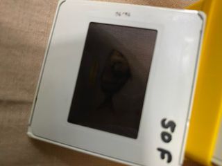 Diapositiva de pescado vintage