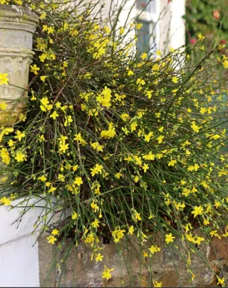 Gelsomino d'inverno piccola pianta ora in fiorita