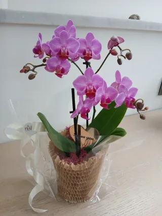 Orchidea rosa in vaso