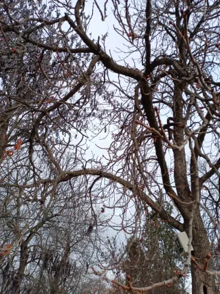 Mecánico automotriz