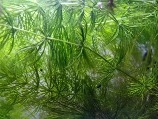 Pianta acquatica Ceratophyllum Potatura