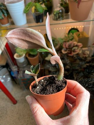 Orquídea joya,Ludisia discolor.