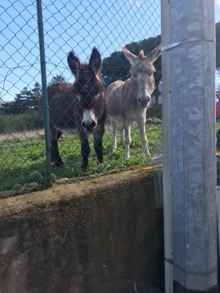 Profesor matemáticas