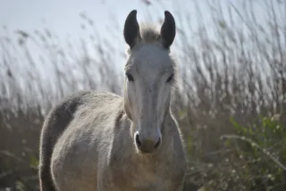Camara reflex Nikon d3000 + 2 objetivos