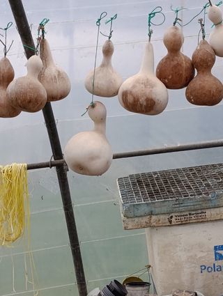 22 Calabazas Peregrino Secas