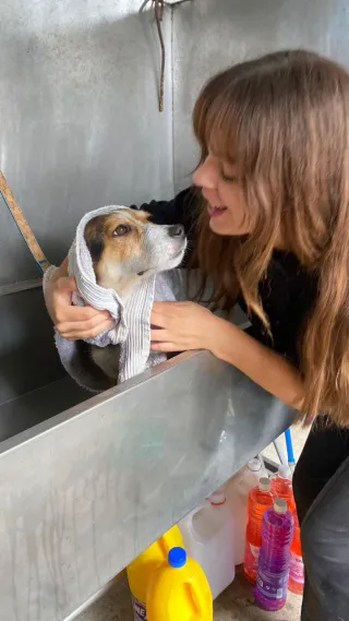 Cuidadora y peluquera canina titulada
