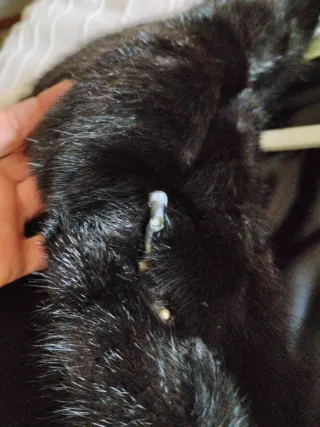 Chaquetón de piel de pelo