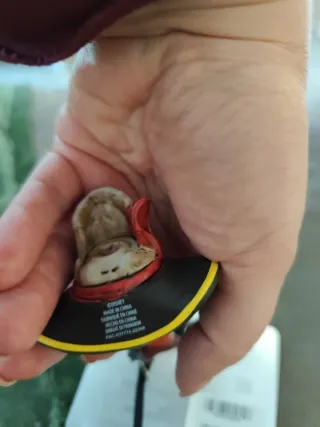 Adorno Disney store.