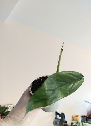 Planta de interior con hoja grande