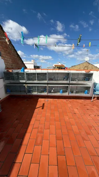 Se venden módulos de palomos galvanizado