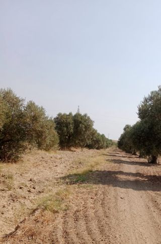 Parcela de olivar