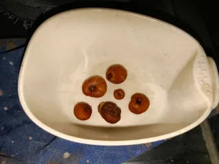 Pacchetto bulbi per Rosario