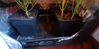 Kit Cultivo Interior Completo