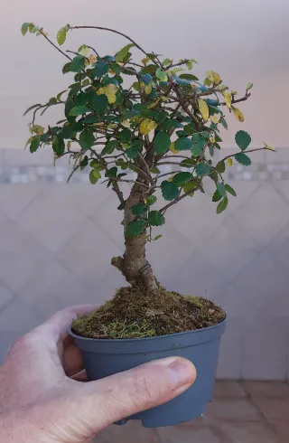 Olmo Bonsái. Solo en mano.