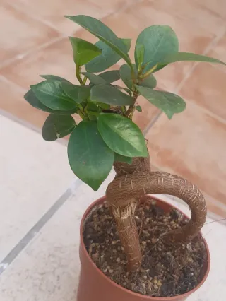 Ficus Ginseng Pre-bonsai. Solo en mano.