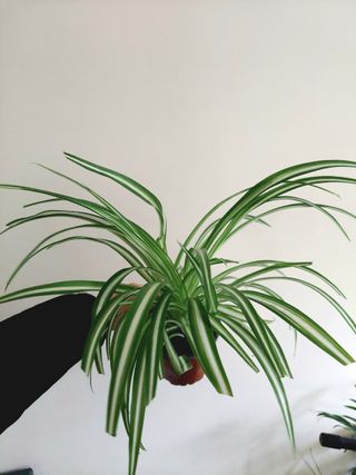 Chlorophytum comosum