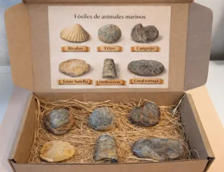 Caja Regalo Fósiles Marinos