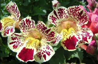 Mimulus hybrida - Fiore Scimmia Colorato