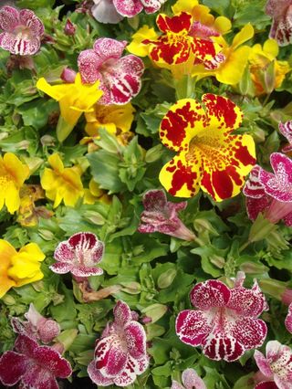 Mimulus hybrida - Fiore Scimmia Colorato