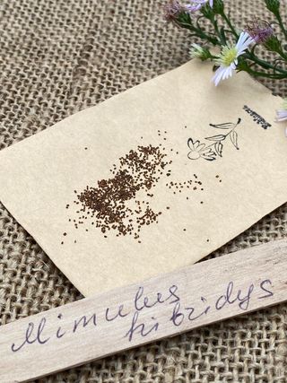 Mimulus hybrida - Fiore Scimmia Colorato