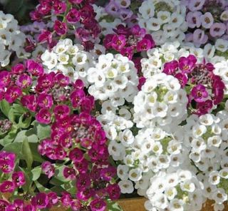 Alyssum Viola Nano - Profumo di Miele - 500+ Semi