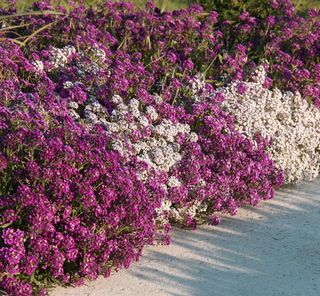 Alyssum Viola Nano - Profumo di Miele - 500+ Semi