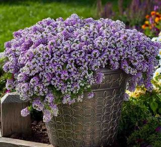 500+ Semi Alyssum Viola Nano - Profumo di Miele