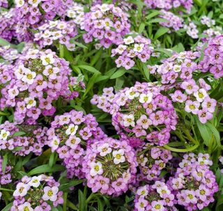 500+ Semi Alyssum Viola Nano - Profumo di Miele
